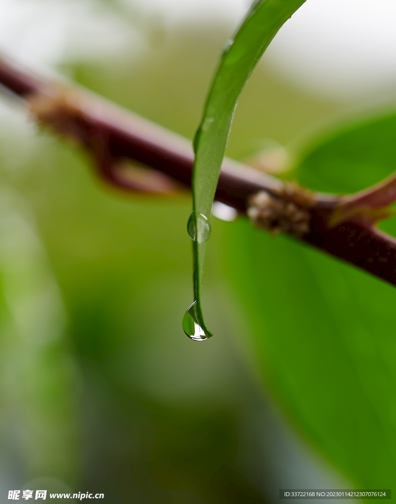 水滴水珠