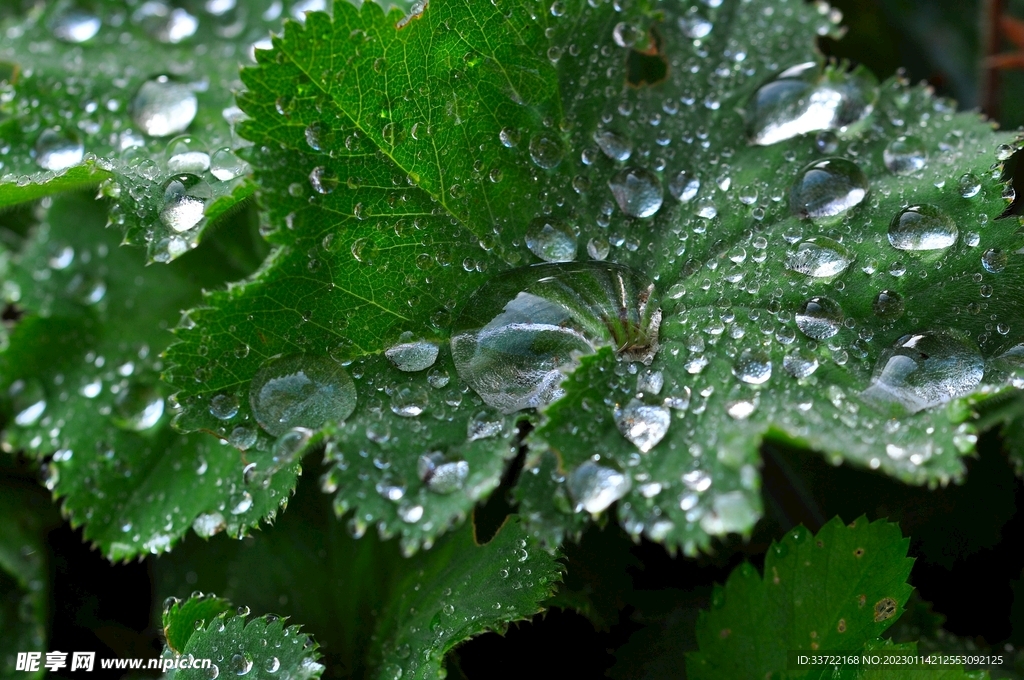 水滴水珠
