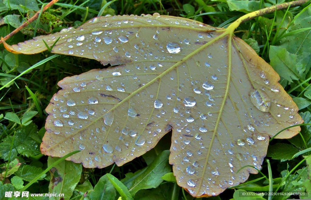 水滴水珠