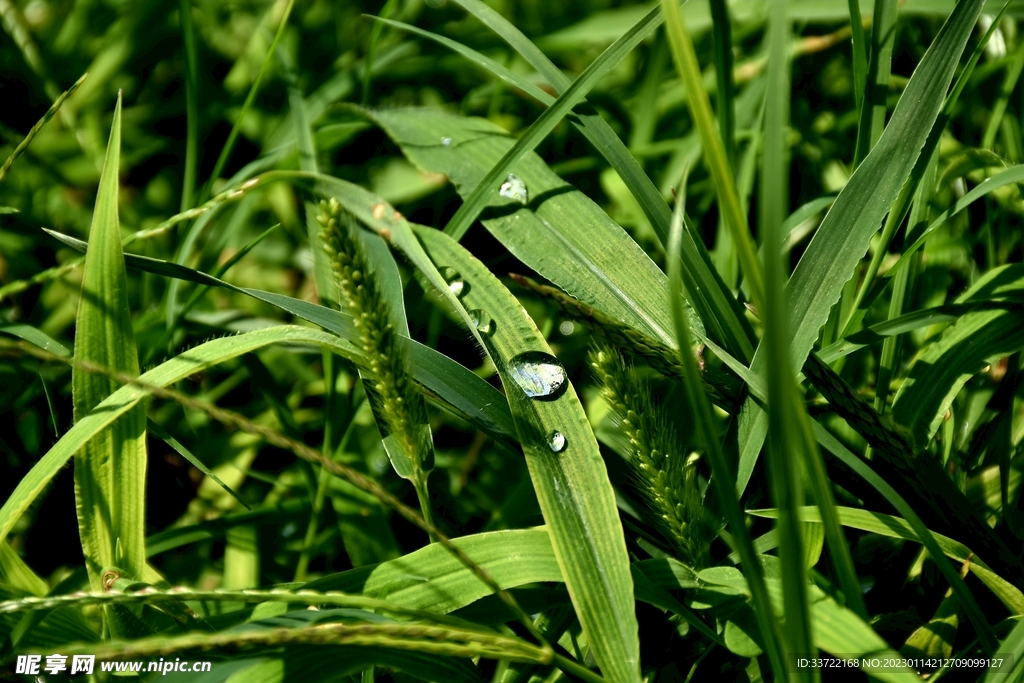 水滴水珠