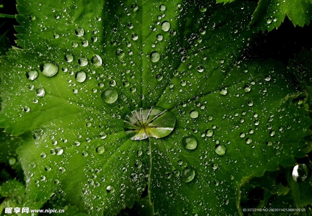 水滴水珠
