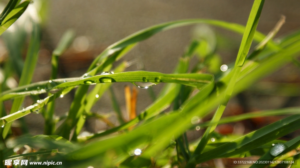 水滴水珠