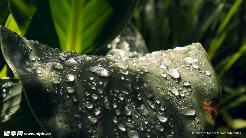 水滴水珠