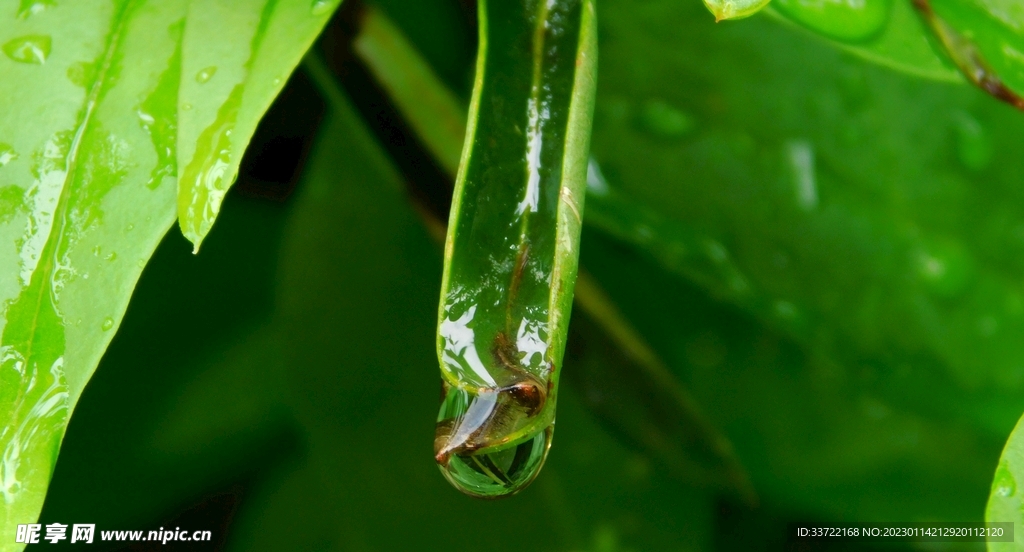 水滴水珠