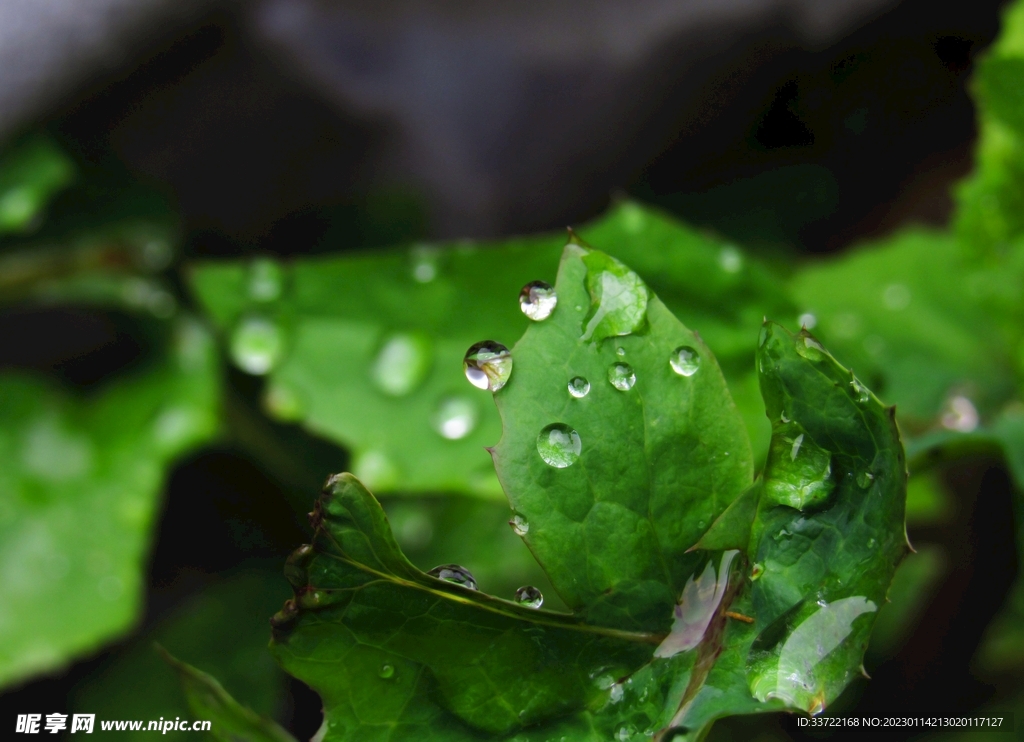 水滴水珠