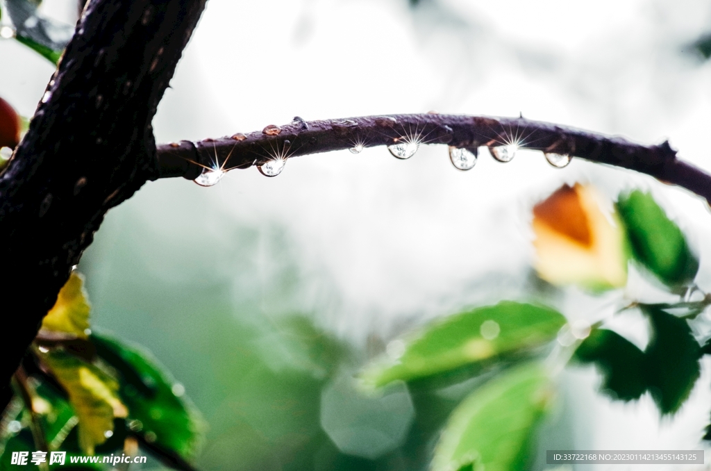 水滴水珠