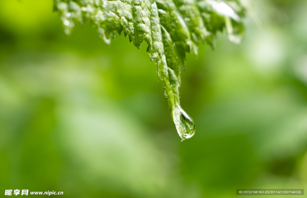 水滴水珠