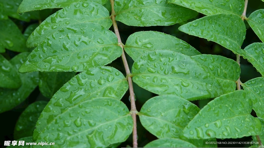 水滴水珠