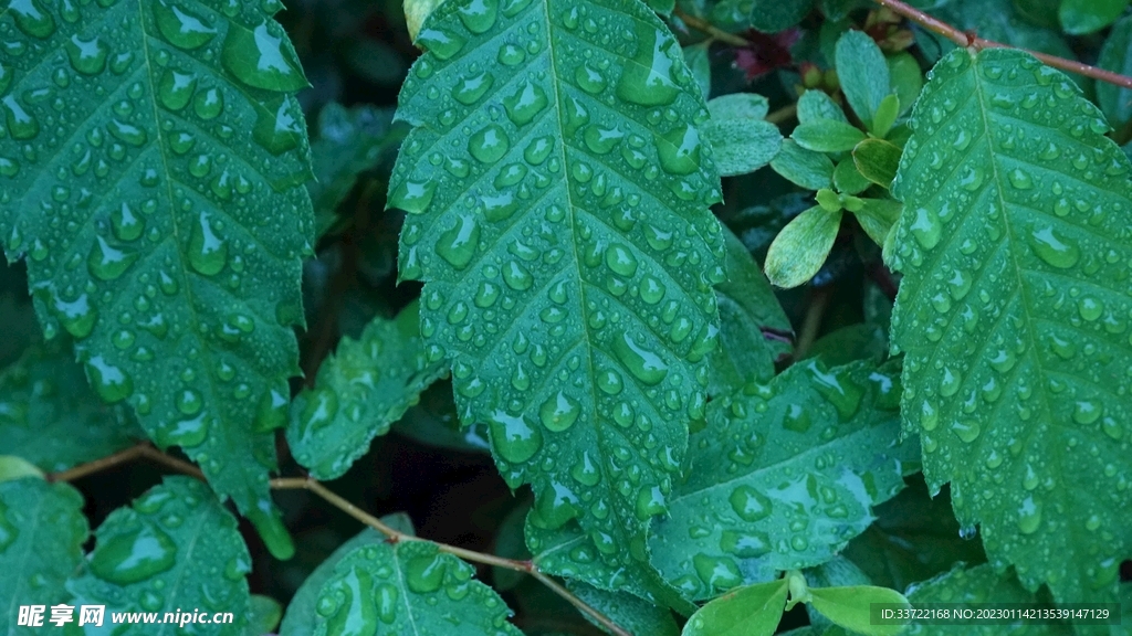 水滴水珠