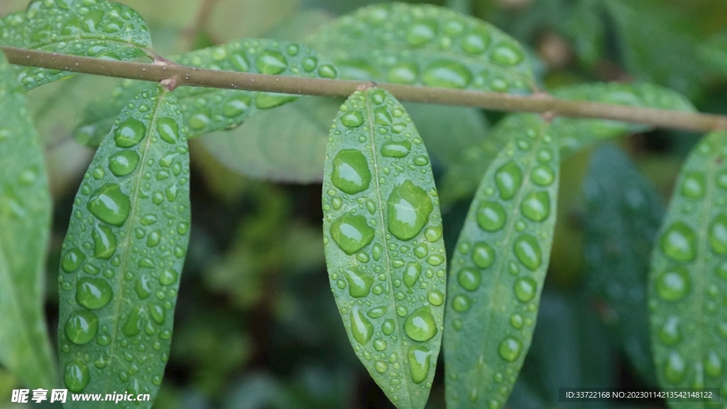 水滴水珠