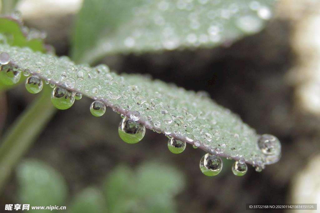 水滴水珠