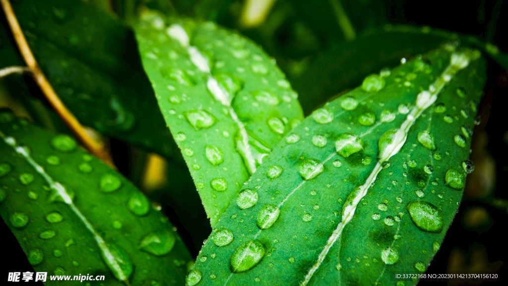 水滴水珠