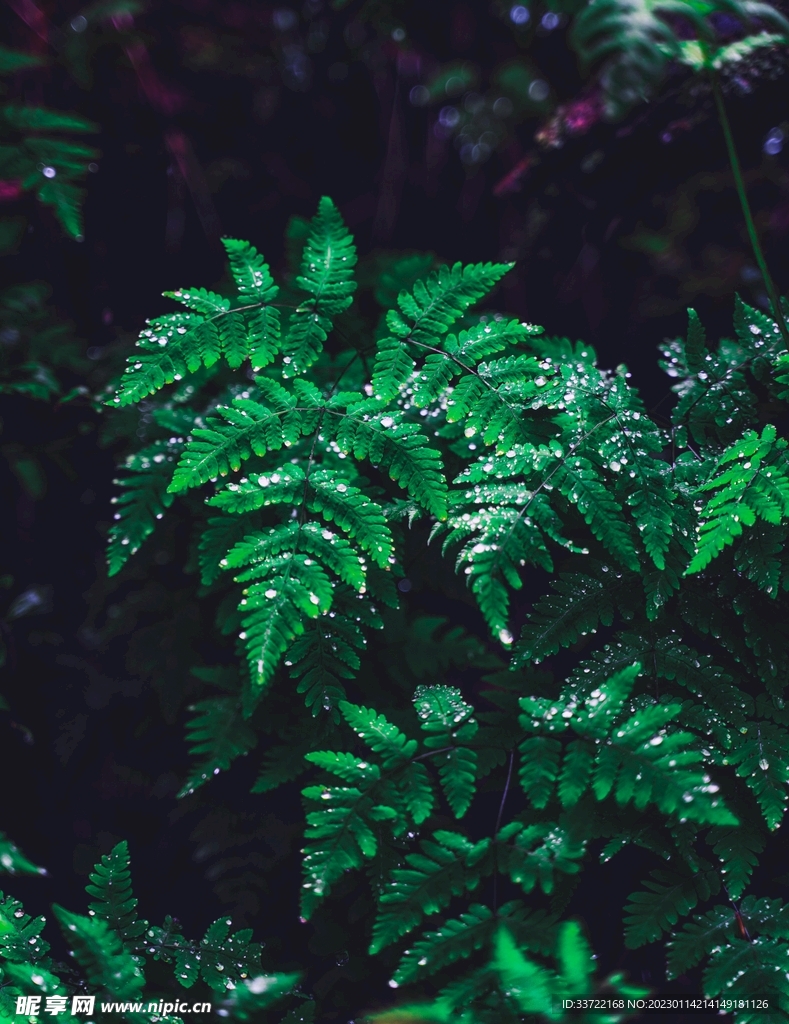 水滴水珠