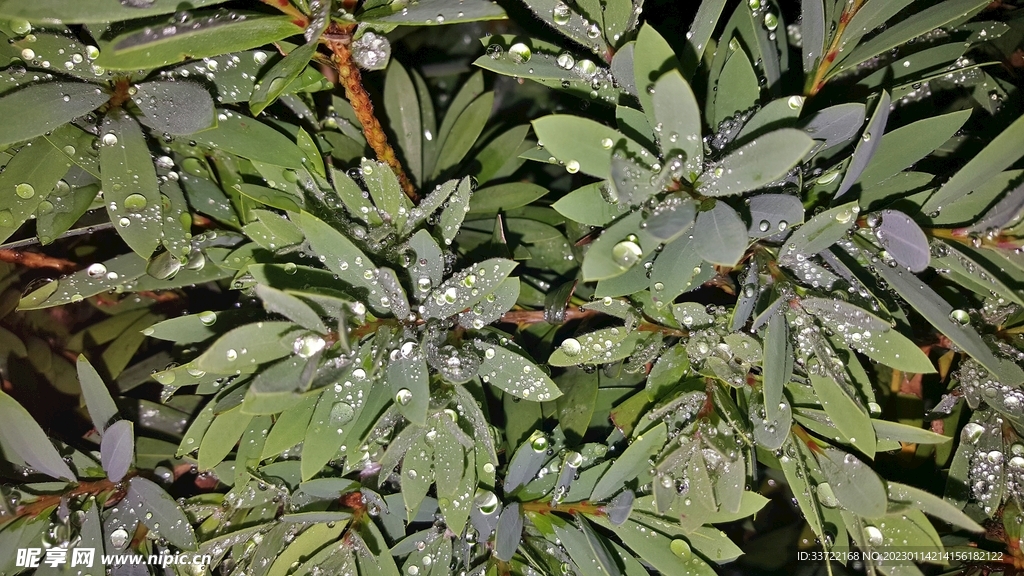 水滴水珠