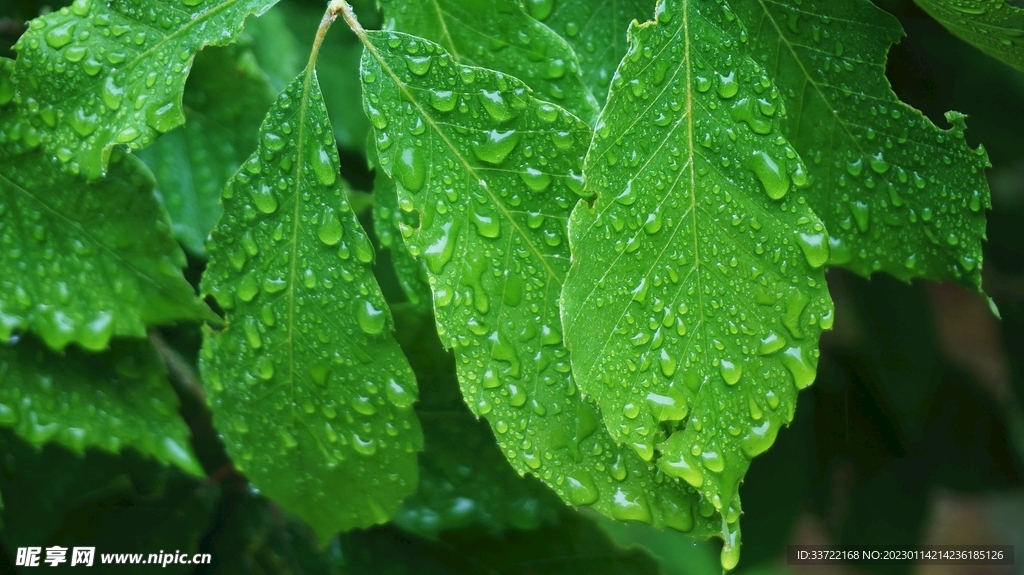 水滴水珠
