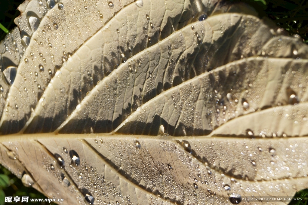 水滴水珠