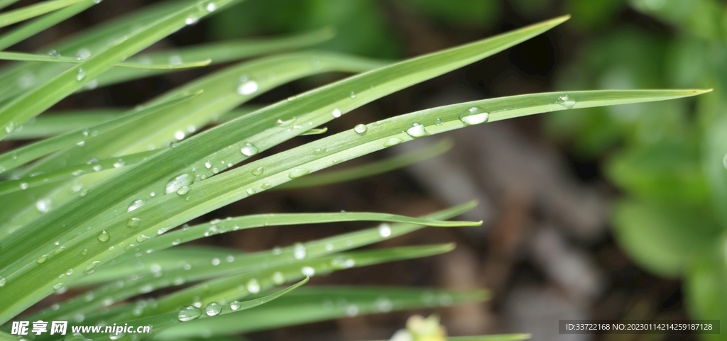 水滴水珠