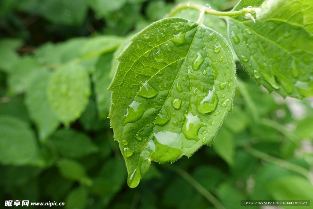 水滴水珠