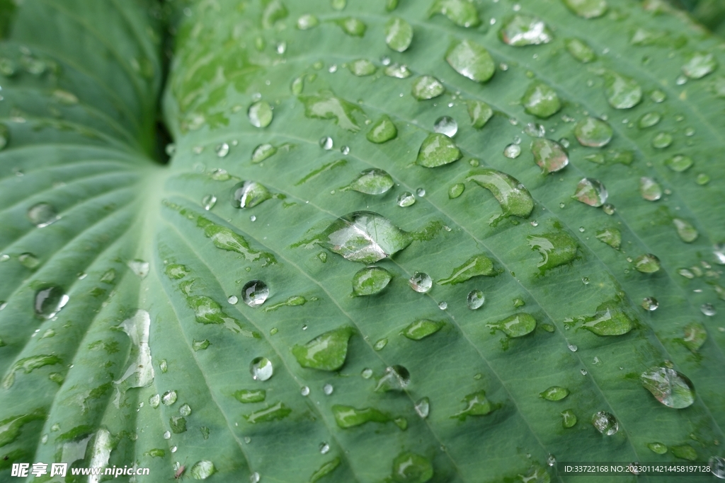 水滴水珠