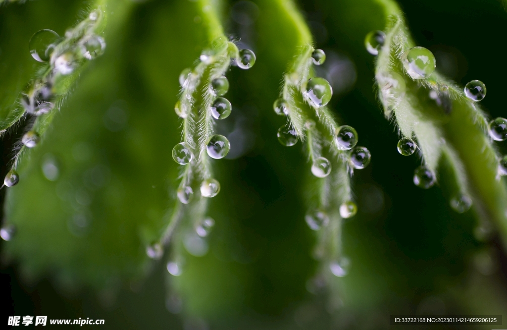 水滴水珠