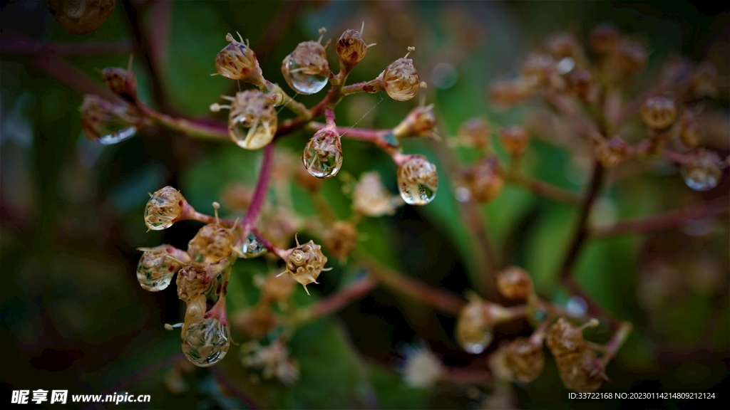 水滴水珠