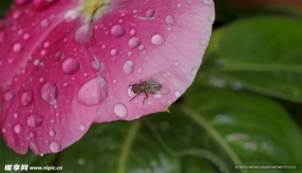 水滴水珠