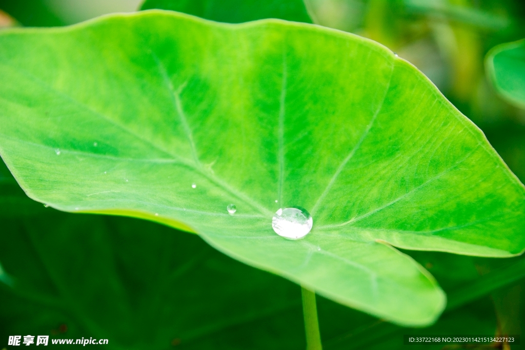 水滴水珠