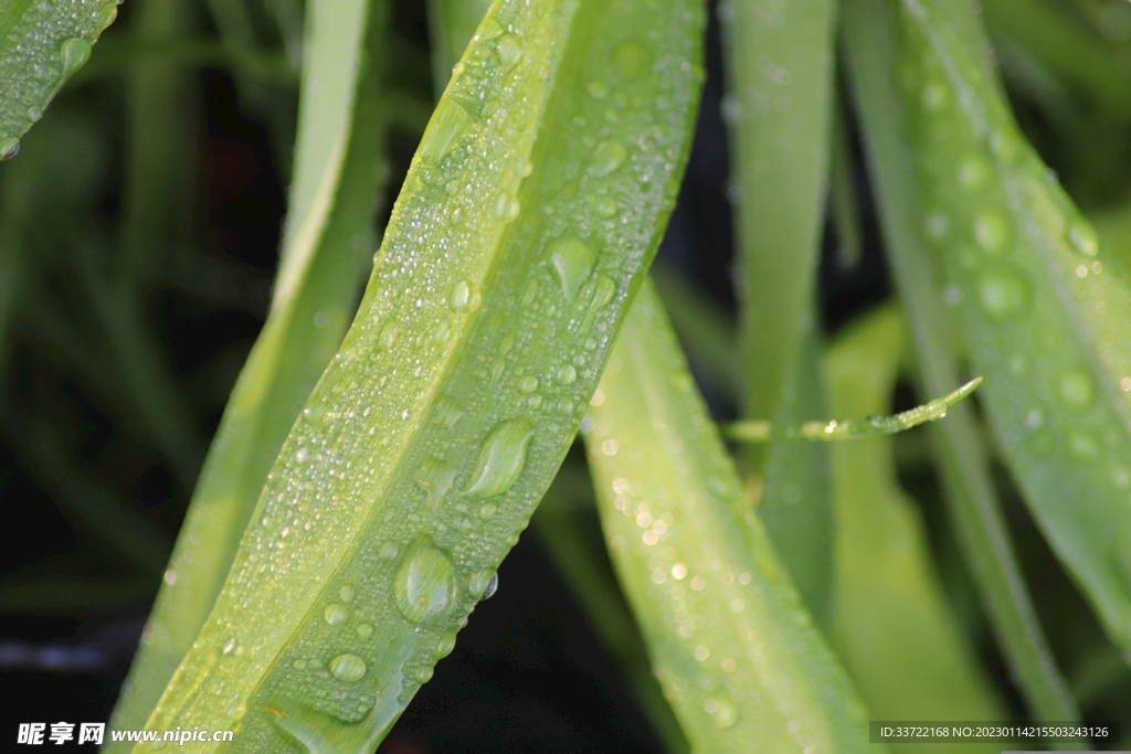 水滴水珠