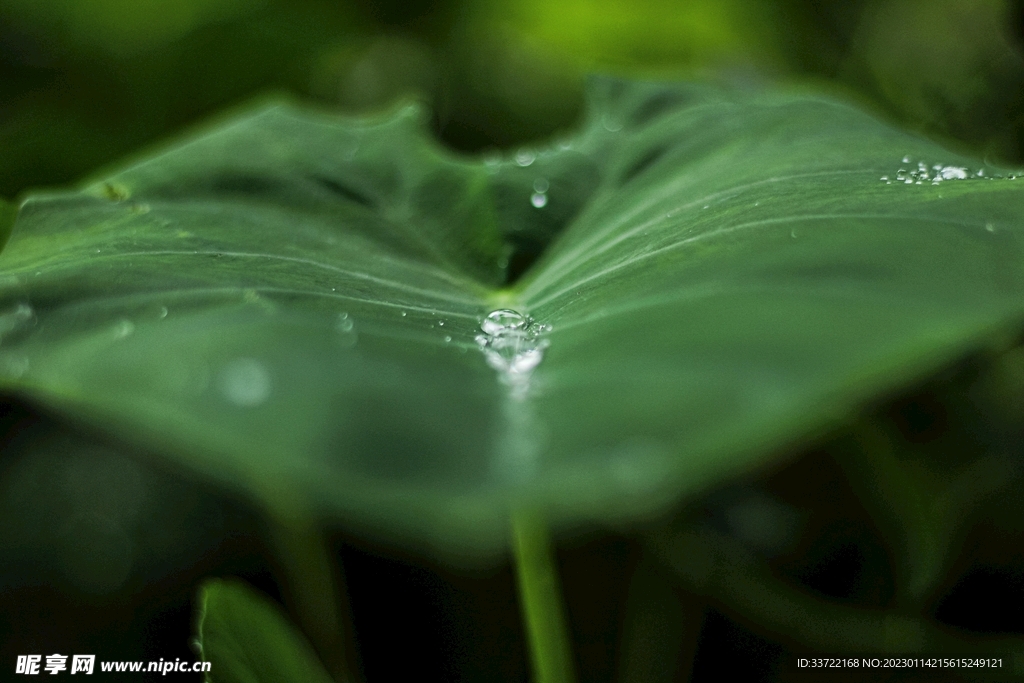 水滴水珠