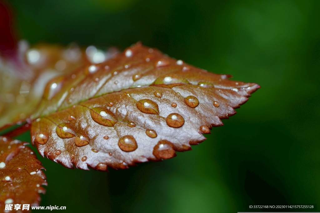 水滴水珠