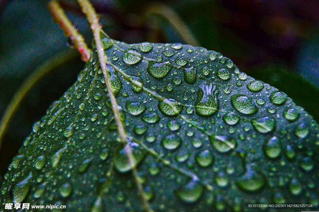 水滴水珠