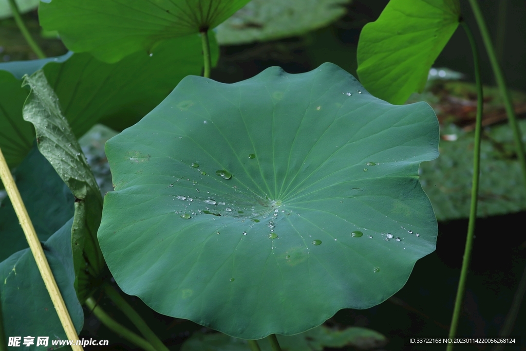 水滴水珠