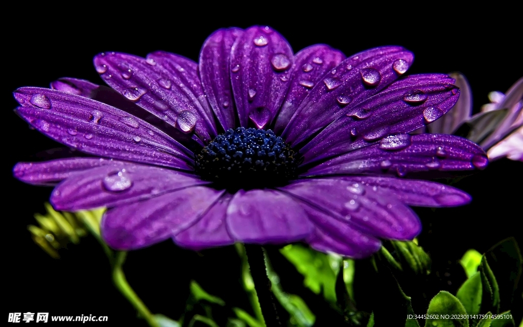神秘的紫色花朵