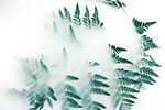 树叶