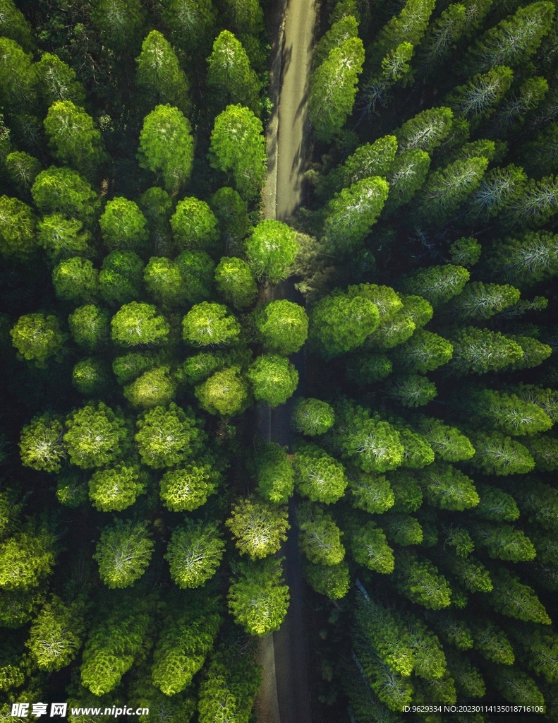 俯瞰树林