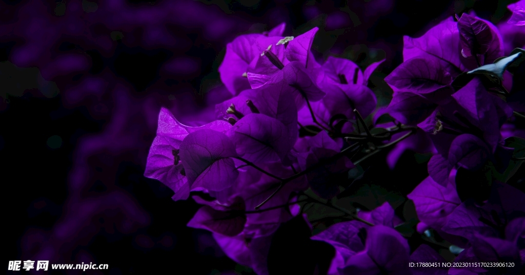 叶子花