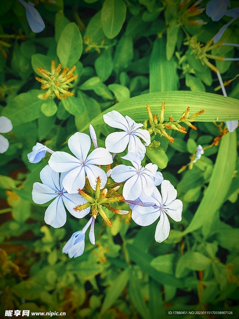 蓝花丹