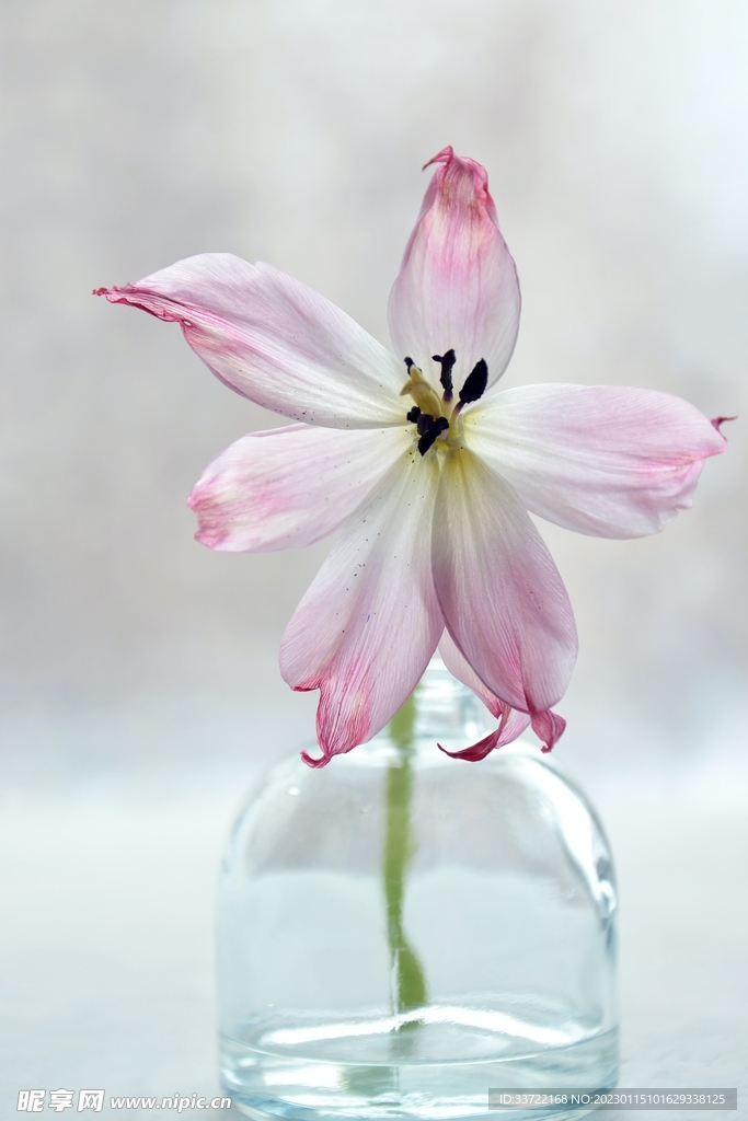 花瓶插花