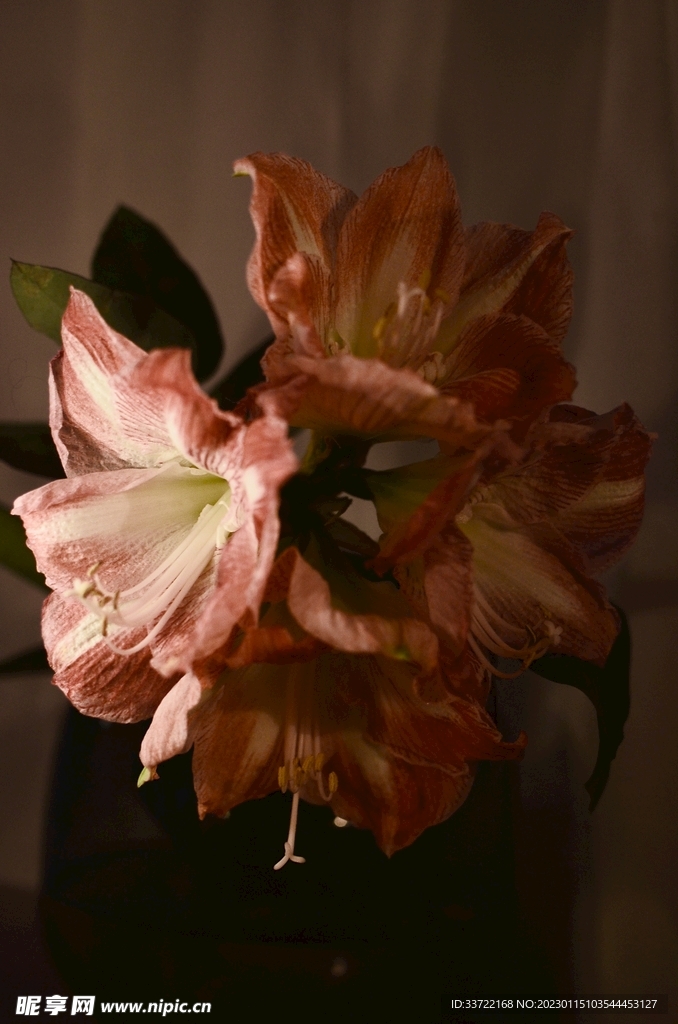 花瓶插花