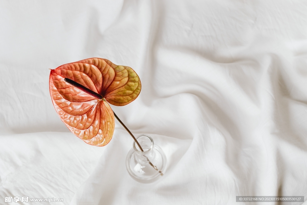 花瓶插花