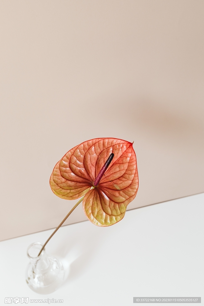花瓶插花
