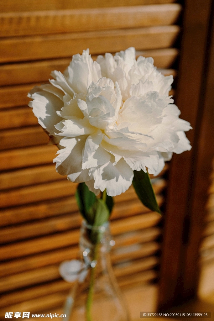 花瓶插花