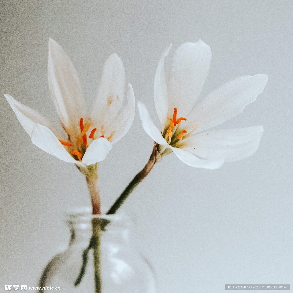 花瓶插花