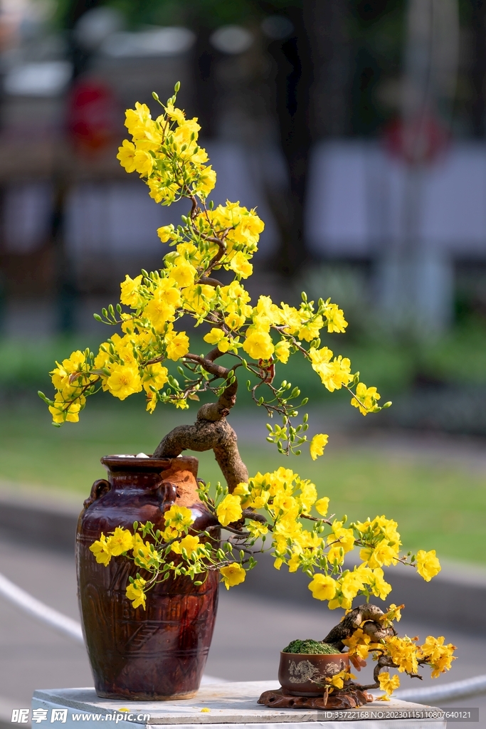 花瓶插花