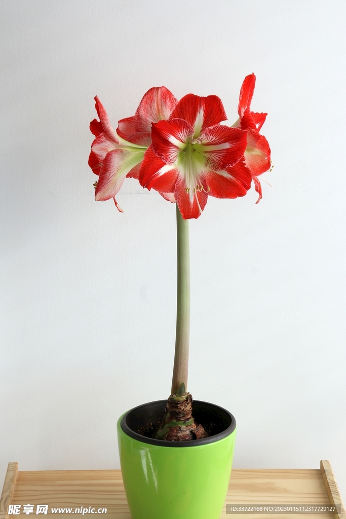 花瓶插花