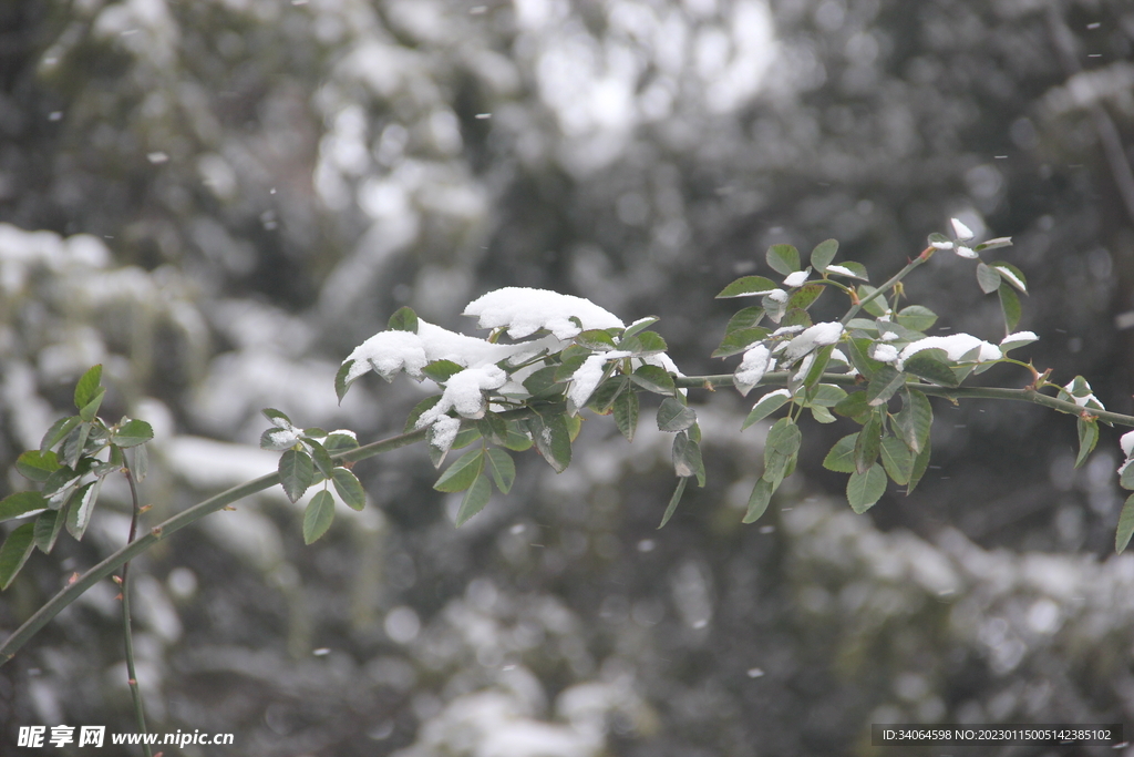 树枝积雪