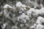 树梢积雪