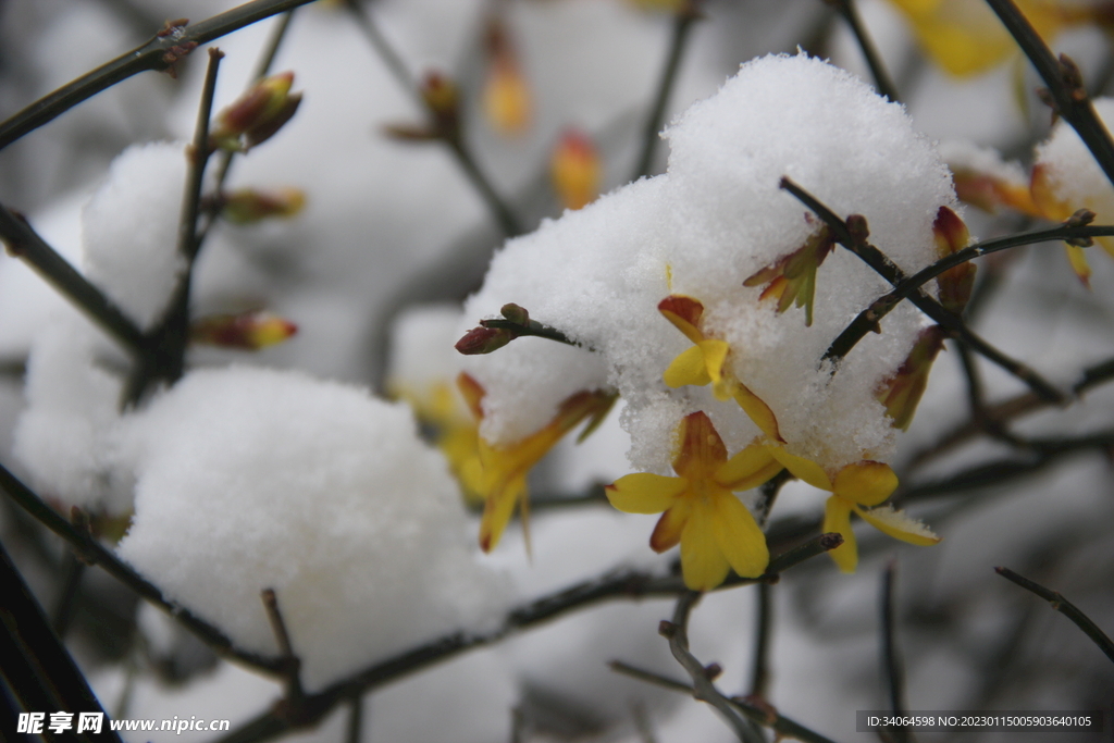 腊梅白雪