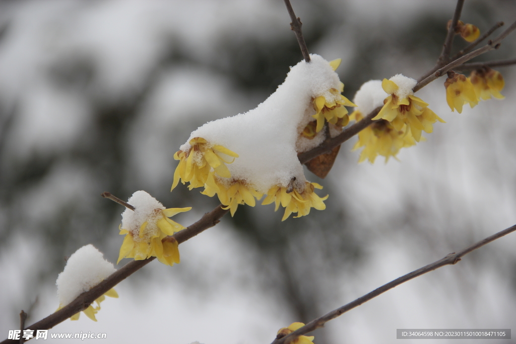 雪地腊梅