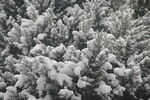 大雪满枝头